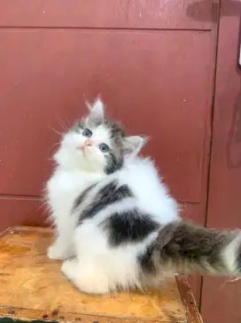 Kucing ras kitten Persia siap adopt
