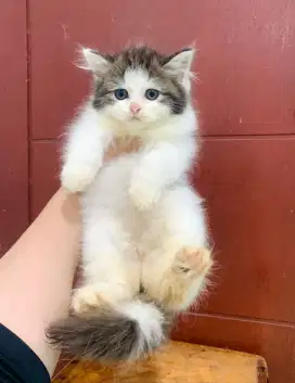 Kucing ras kitten Persia siap adopt