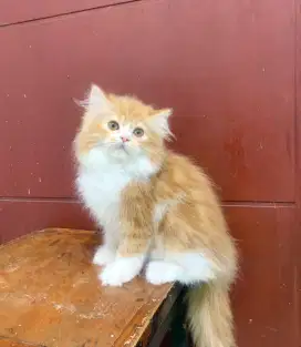 Kucing ras kitten Persia siap adopt