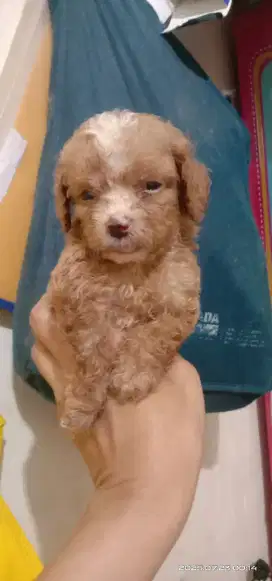 Teacup Tiny poodle 1,5 bulan