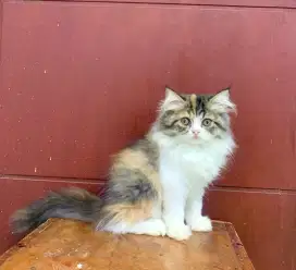 Kucing ras kitten Persia siap adopt