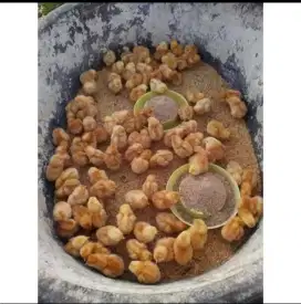 DOC Ayam Petelur ,BANDUNG PANGALENGAN SIAP ANTAR SAMPAI LOKASI
