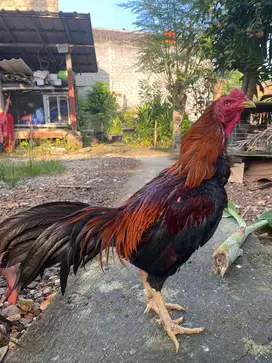 Jual Ayam bangkok