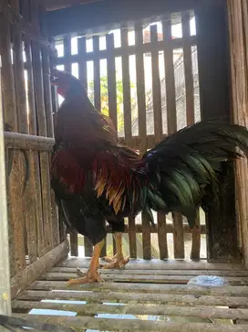 Jual Ayam Jago Depok