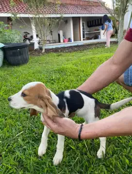 anjing beagle jantan betina usia 2-4 bulan