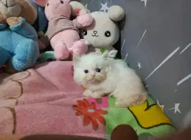 kitten anggora usia 2 bulan