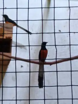 Burung murai Medan sepasang