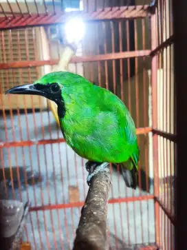 Jual Kacer, Kenari, Murai, LB