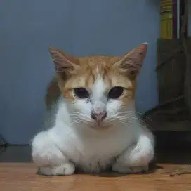 Dicari Adopter Kucing