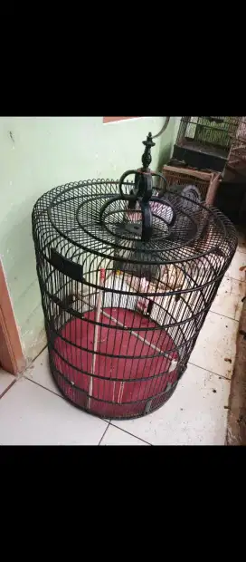 Kandang murai kenari lovebird