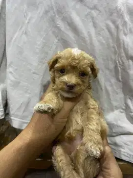 Anakan Anjing Puppies Puppy Poodle Apricot
