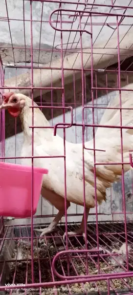 ayam betina ketawa