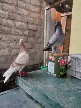 Sepasang Induk merpati tinggian