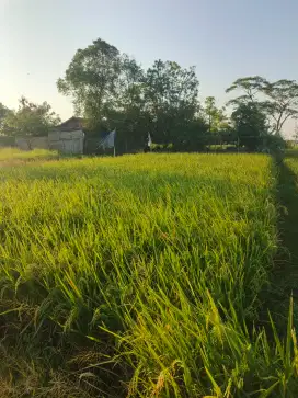 Jual tanah sawah