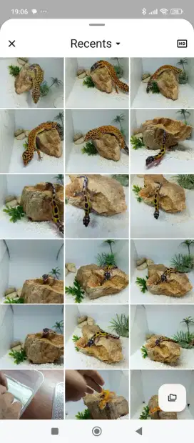 Leopard Gecko Morph HTCT