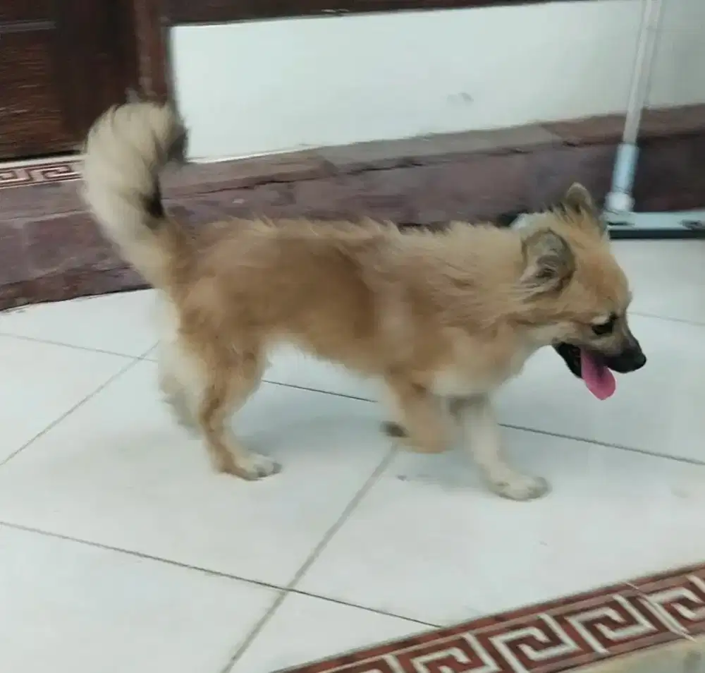 Di jual anjing ras jantan