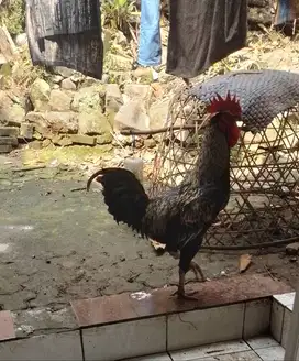 Jago kampungxpelungna ,tapi kokok pelungny blon keluar, jadiin doit j