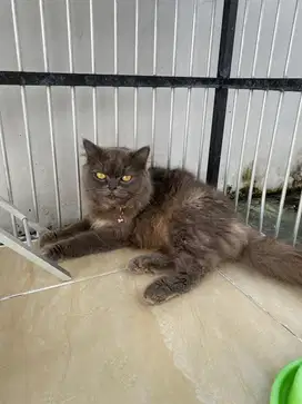 Kucing Persia Betina