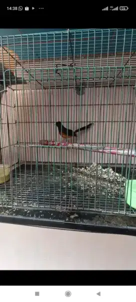Murai batu ekor putih
