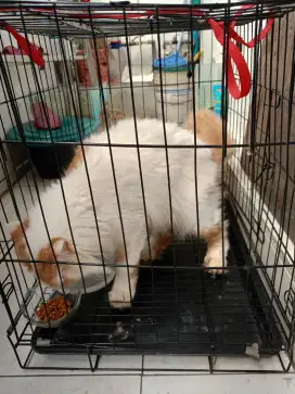 Kucing Persia flat nose
