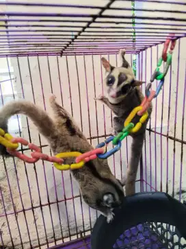 Sugar Glider Classic Grey
