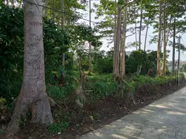 DIJUAL TANAH DIDEKAT KANTOR BANDUNG BARAT, DESA PASIR HALANG CISARUA