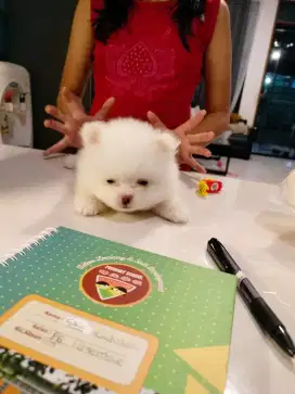 Dijual Mini Pom Lucuu