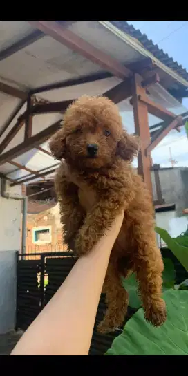 Red poodle jantan betina