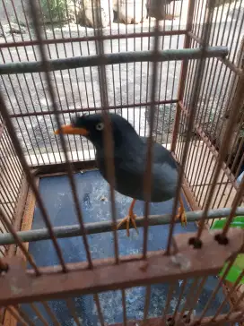 JALAK KEBO MAPAN