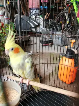 Burung Falk Janda