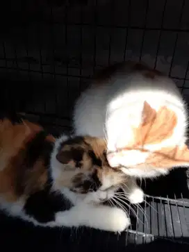 Sepasang kucing persia