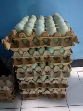 Telur Bebek Mentah Asli Ternak dan Telur Asin Maknyusss