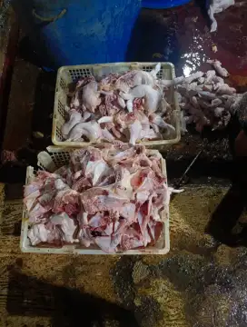 JUAL AYAM POTONG FRESH DARI KANDANG HARGA MURAH MERIAH GROSIR