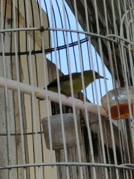 Jual cepat Burung Konin Kelapa atau Korlap Plus Kandang Cepe dua Puluh