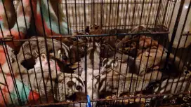 Sugar glider grey indukan ternakan