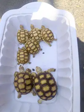 Kura Kura Sulcata
