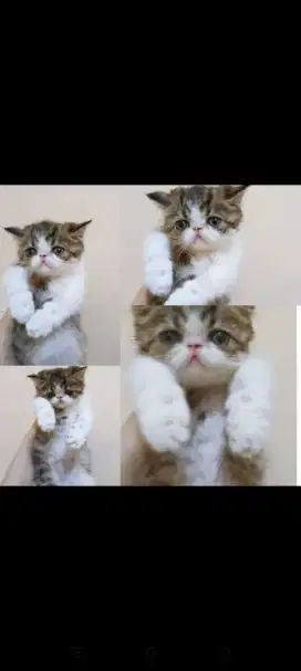 KUCING PERSIA PEAKNOSE