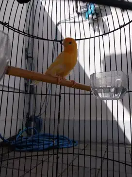 Burung kenari gacor
