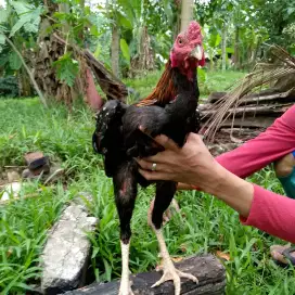 Ayam Siam jantan