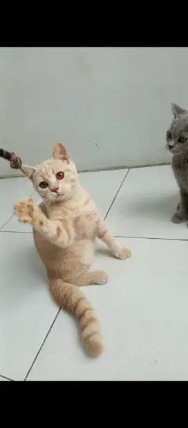 BRITISH SHORTHAIR CREAMY