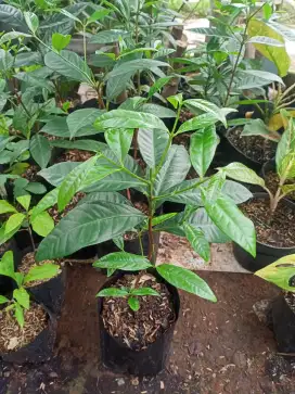 Bibit pohon salam