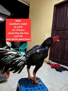 Ayam bangkok blackbull x clasik