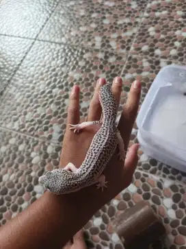 Gecko Super snow eclips