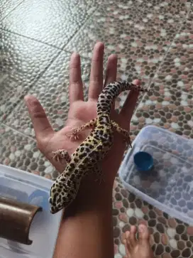 Gecko Macksnow Betina
