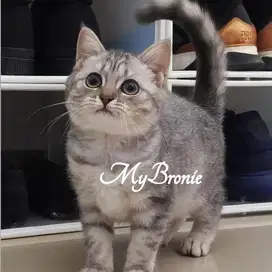 Kucing british shorthair betina 3 bulan
