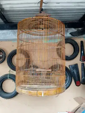 Jual kandang burung murai