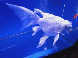 Ikan KOI Import