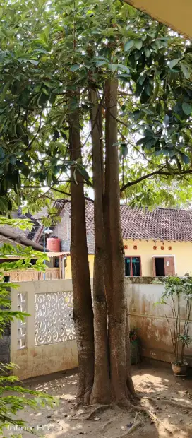 Pohon PULE Bonggol besar cabang 5 seni berkarakter