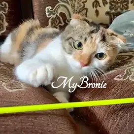 Kucing scottish fold betina tricolor