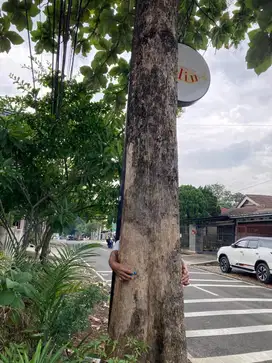Pohon Jati Besar